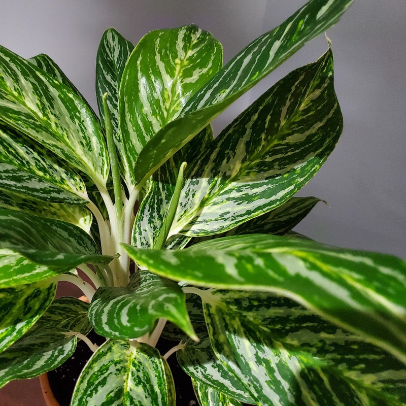 Aglaonema ‘Golden Madonna’ – 10