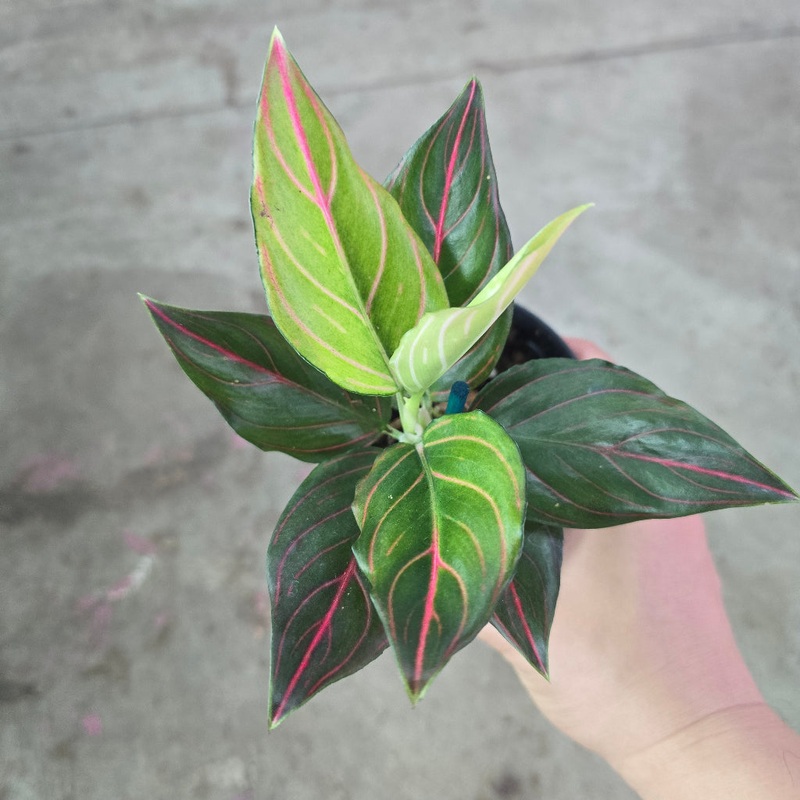 Aglaonema ‘Mojo Red’ – 4|BR09D