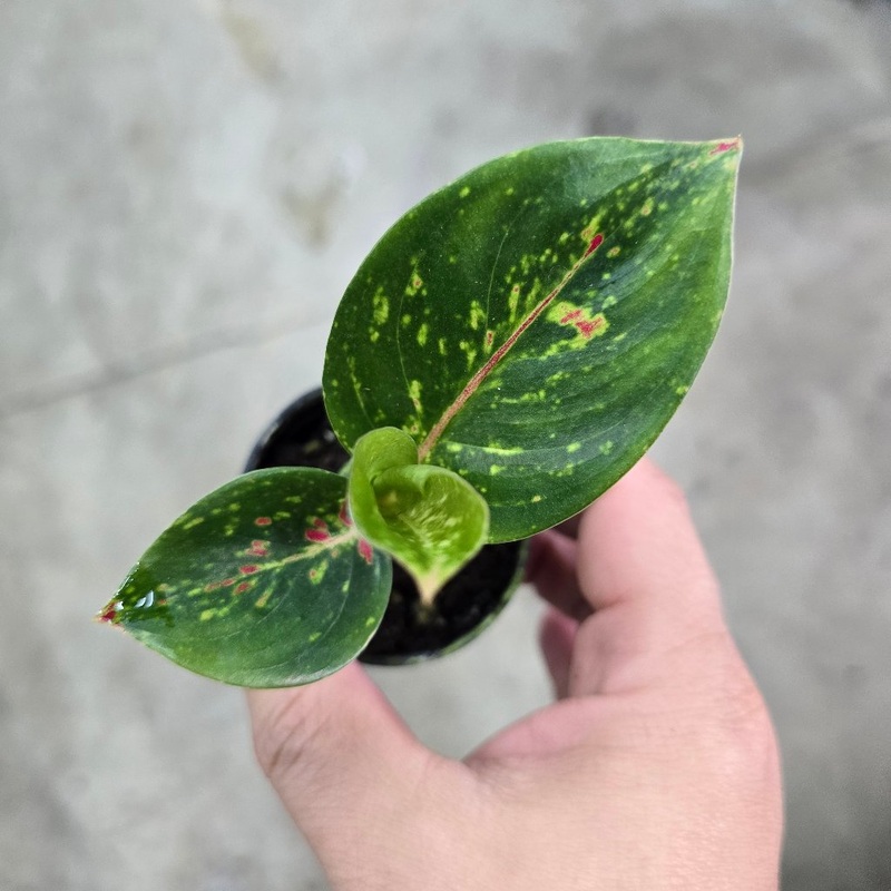 Aglaonema ‘Yan Huo’ – 2|CL4E|CL4E
