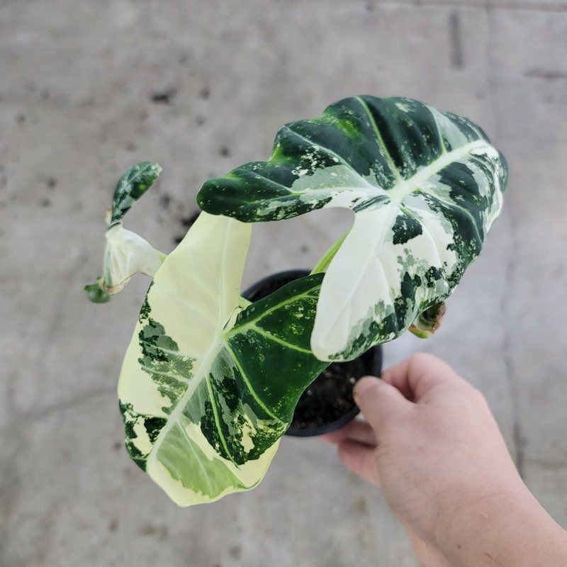 Alocasia frydek variegata – 6|BR10C