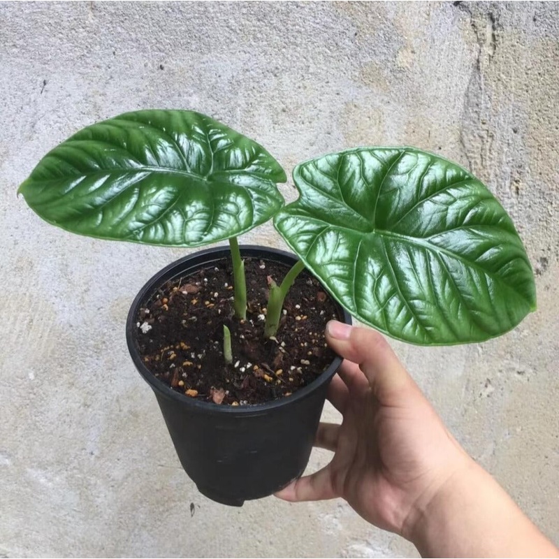 Alocasia sinuata – 4.5|BR10B|BR10B