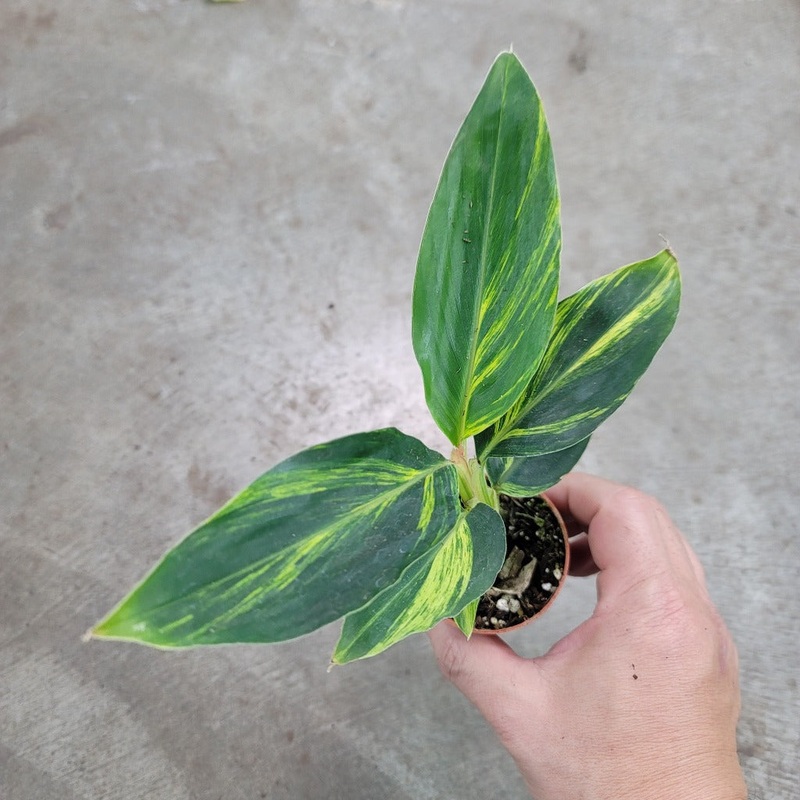 Alpinia zerumbet ‘Variegata’ – 6.5