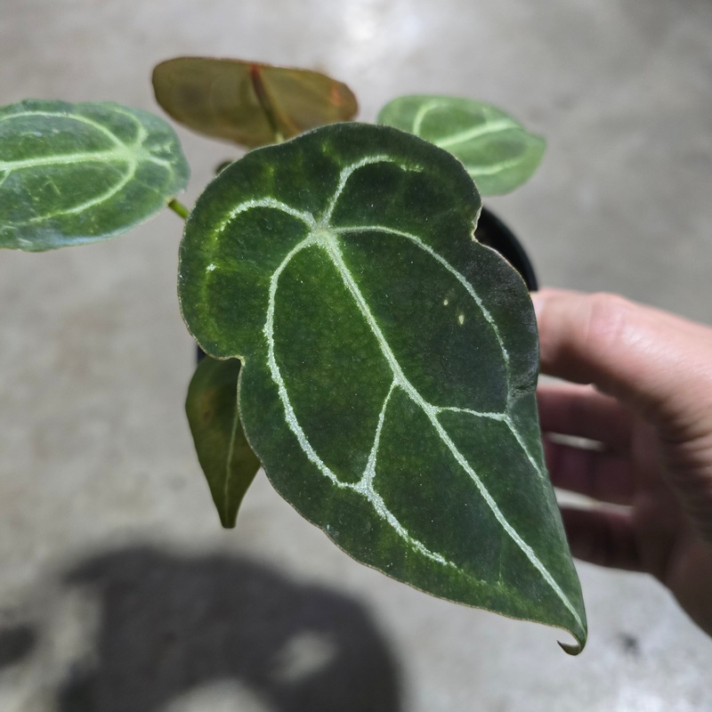 Anthurium forgetii – 4|BR15C|BR15C