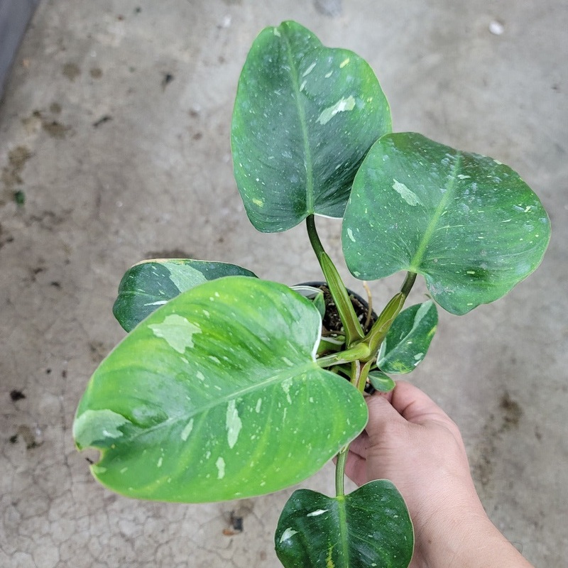 Aroid assorted – 4 (Rescue)|SR3