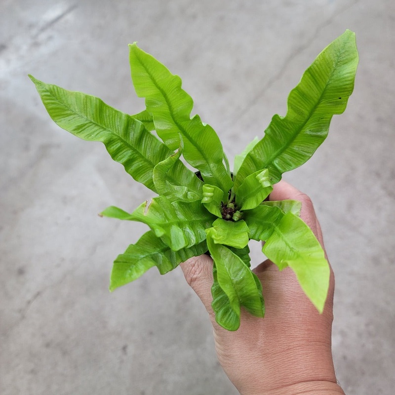 Asplenium nidus ‘Crispy Wave’ – 4