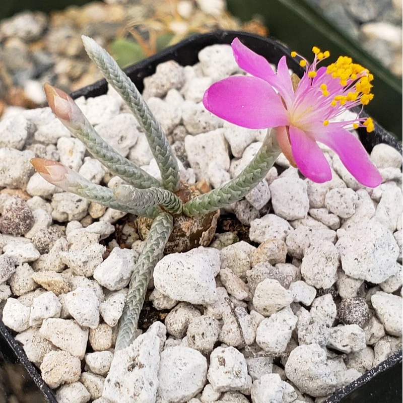 Avonia quinaria ssp. alstonii -2