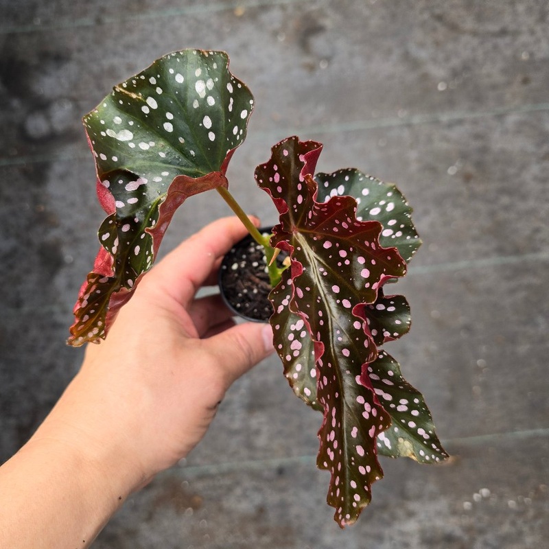 Begonia Cracklin Rose – 2|CL3B