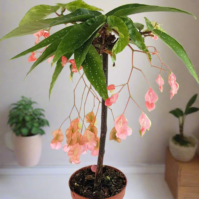 Begonia ‘Tamaya Pink’ – 6|PW|PW