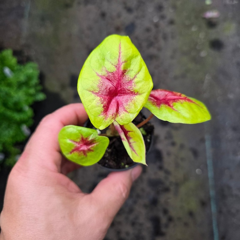 Caladium assorted – 2|CL2C|CL2C