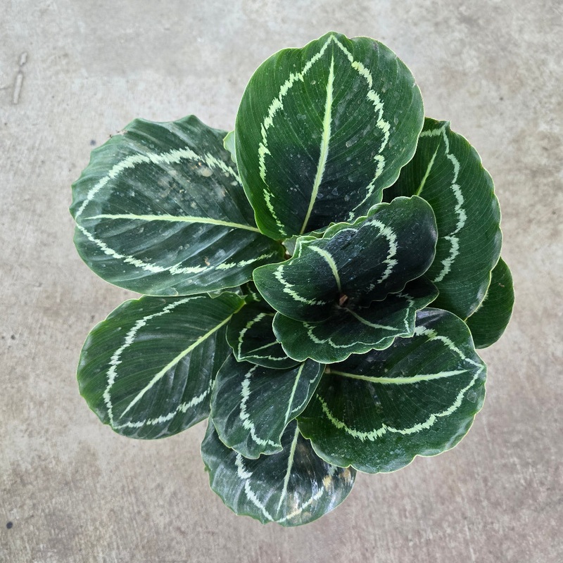 Calathea ‘Green Goddess’ – 4|BR05