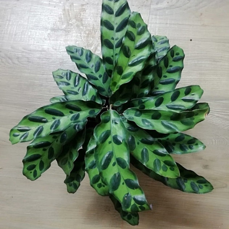Calathea lancifolia – 8|TBD|TBD