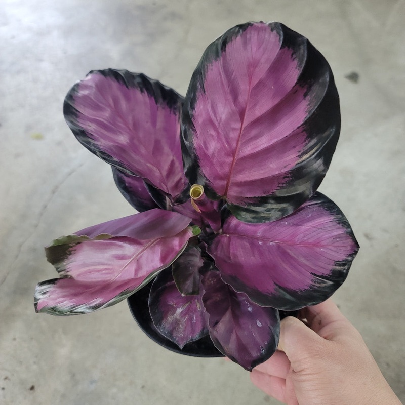 Calathea roseopicta ‘Pink Star’ – 6
