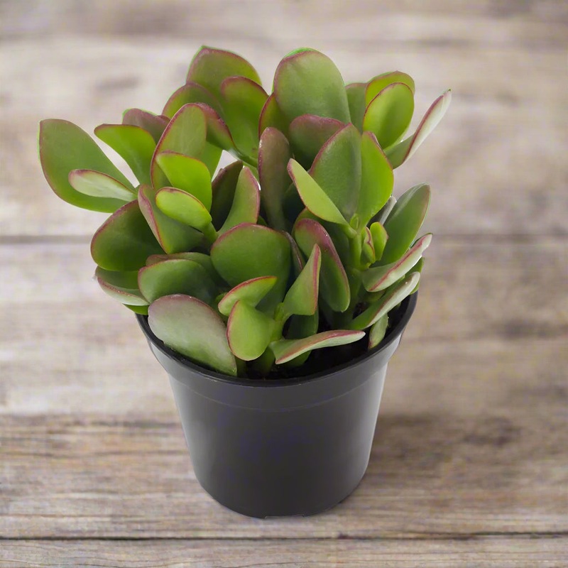Crassula ovata – 4|R4AB|R4AB