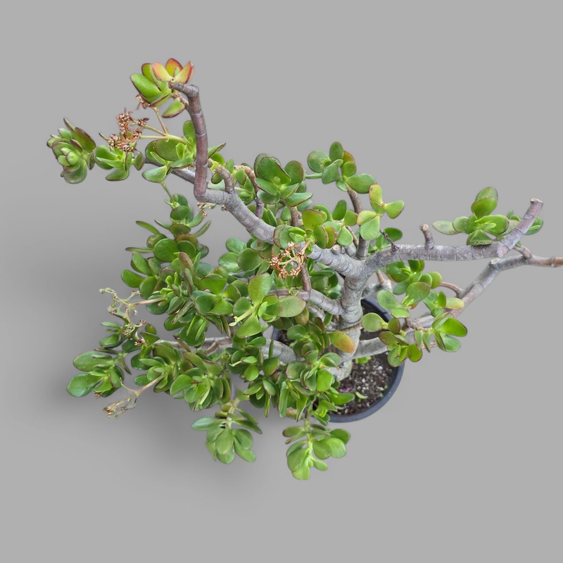 Crassula ovata – Character 10|FW