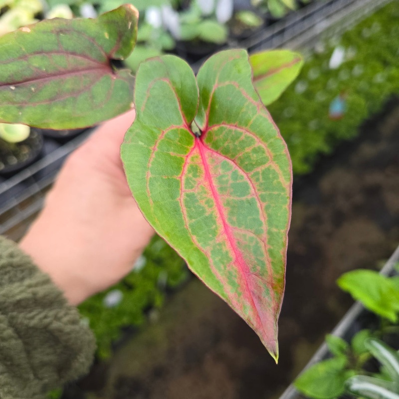 Cyrtosperma johnstonii – 2|BR17C