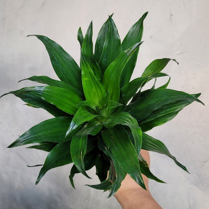 Dracaena deremensis compacta – 4