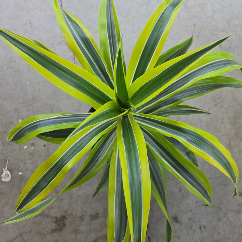 Dracaena Lemon Lime – 8|FW|FW