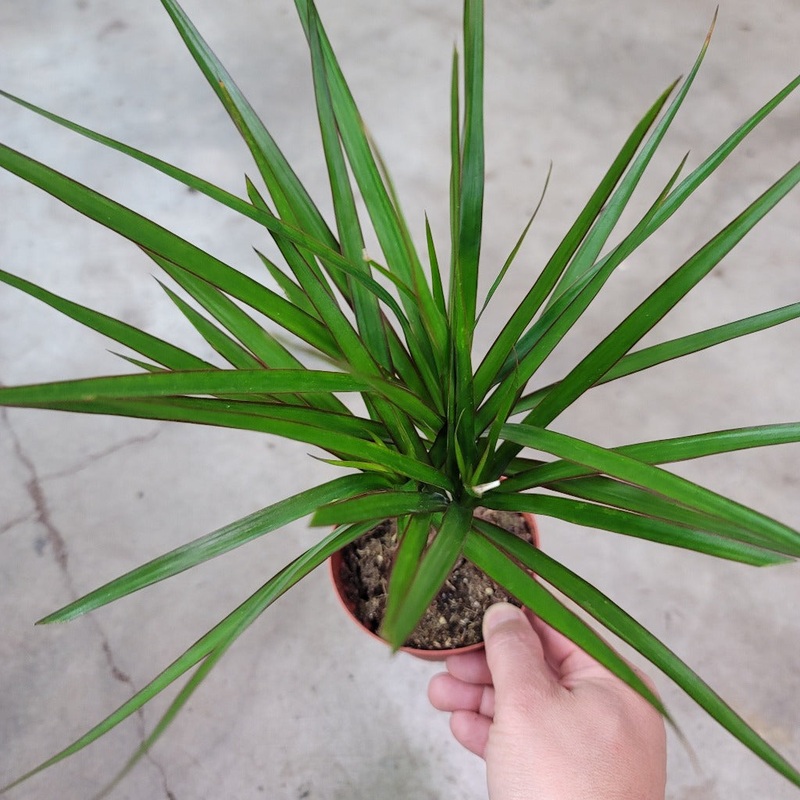 Dracaena Marginata – 6|OS|OS
