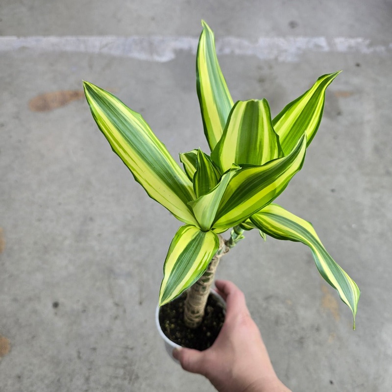 Dracaena steudneri ‘Sol’ –  4|BR06D