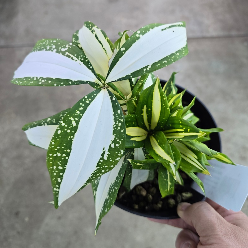 Dracaena surculosa ‘Milky  Way’ – 6
