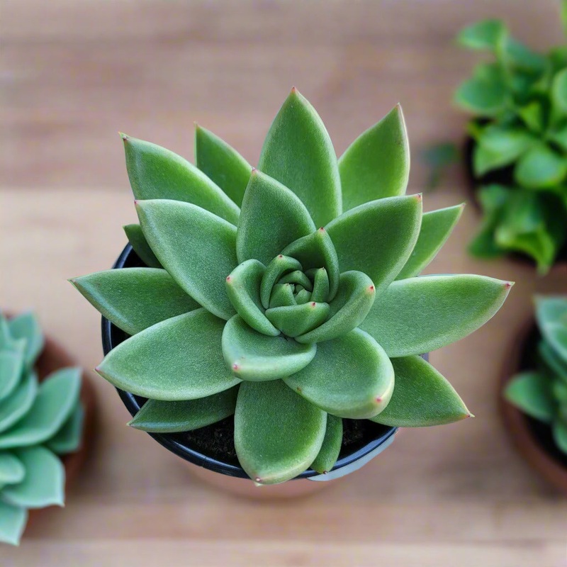 ECHEVERIA – 4|TBD|TBD