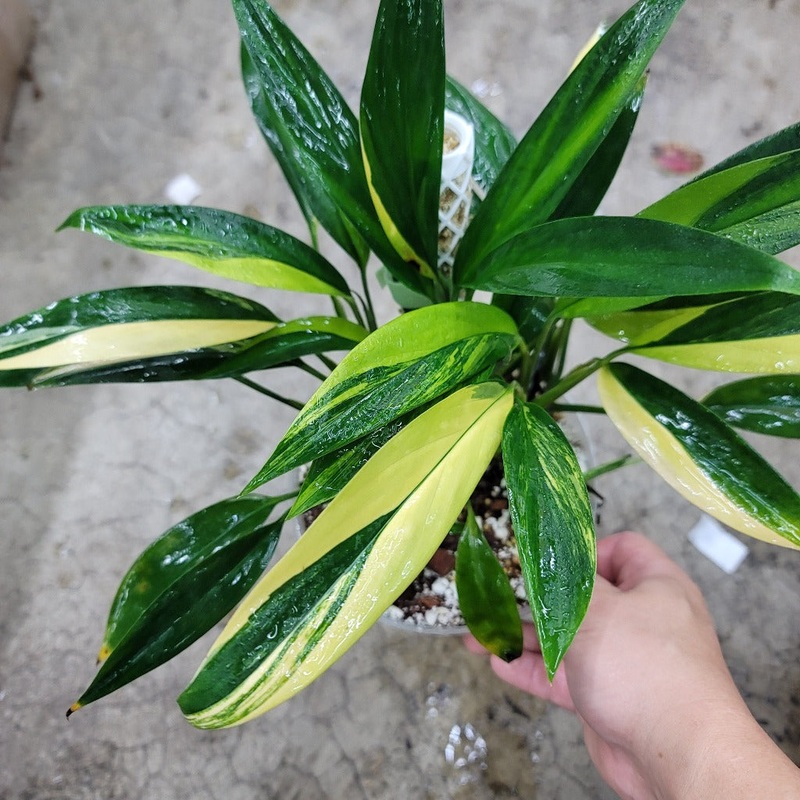 Epipremnum amplissimum variegated -6