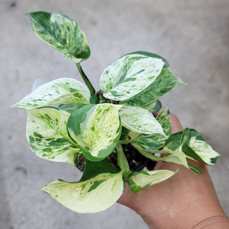 Epipremnum aureum manjula – 6|TBD