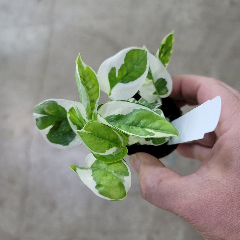Epipremnum aureum ‘Njoy’ – 2|CL4C