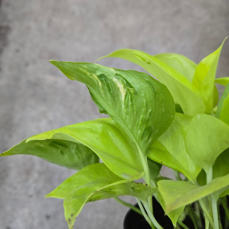 Epipremnum ‘Champs- Elysees’ 6