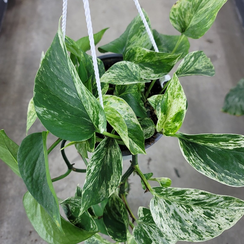 Epipremnum marble queen – 6 HB