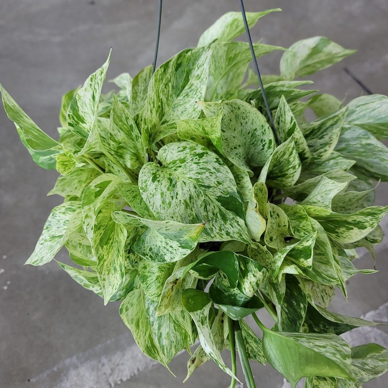 Epipremnum ‘Snow Queen’- 6 HB|FW