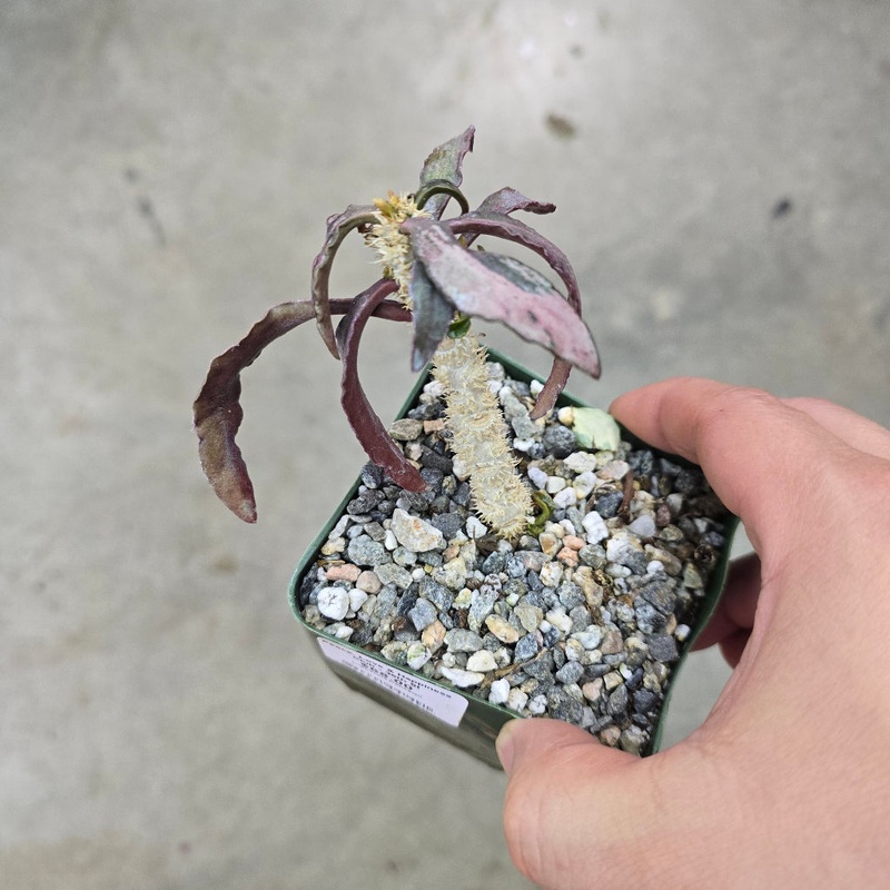 Euphorbia francoisii – 4|R4AB|R4AB