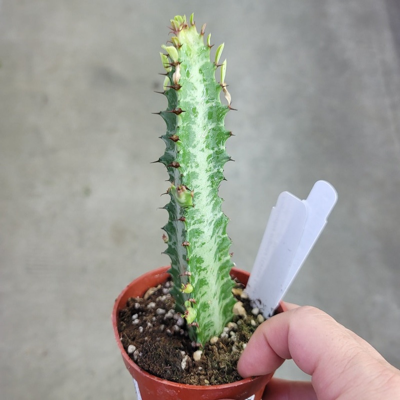 Euphorbia trigona ‘Variegata’ – 2