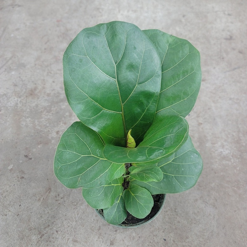 Ficus lyrata – 6|TBD|TBD