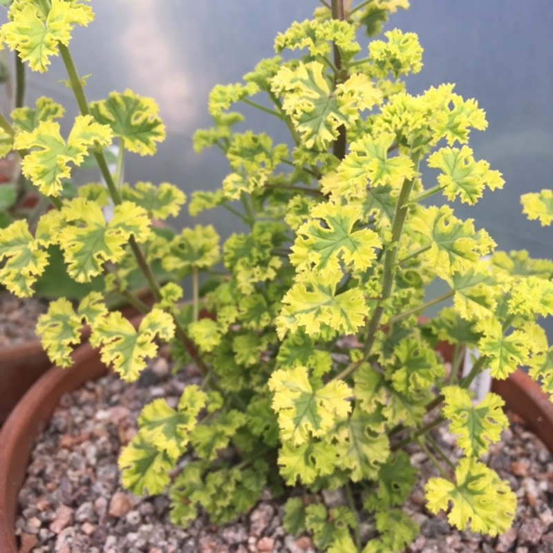 Geranium ‘Cy’s Sunburst’ – 4|OS