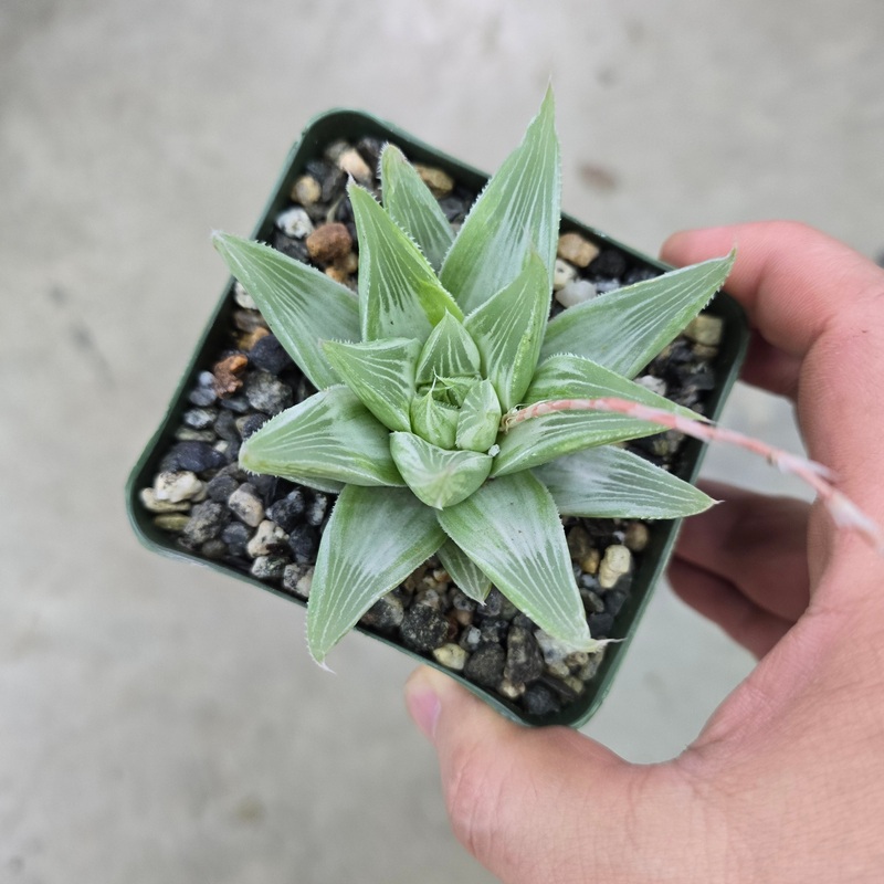 Haworthia retusa ‘White Ghost’ – 4