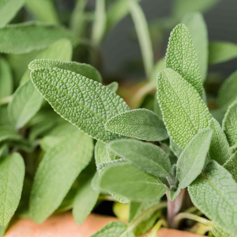 Herb – Sage|OUTSIDE|OUTSIDE