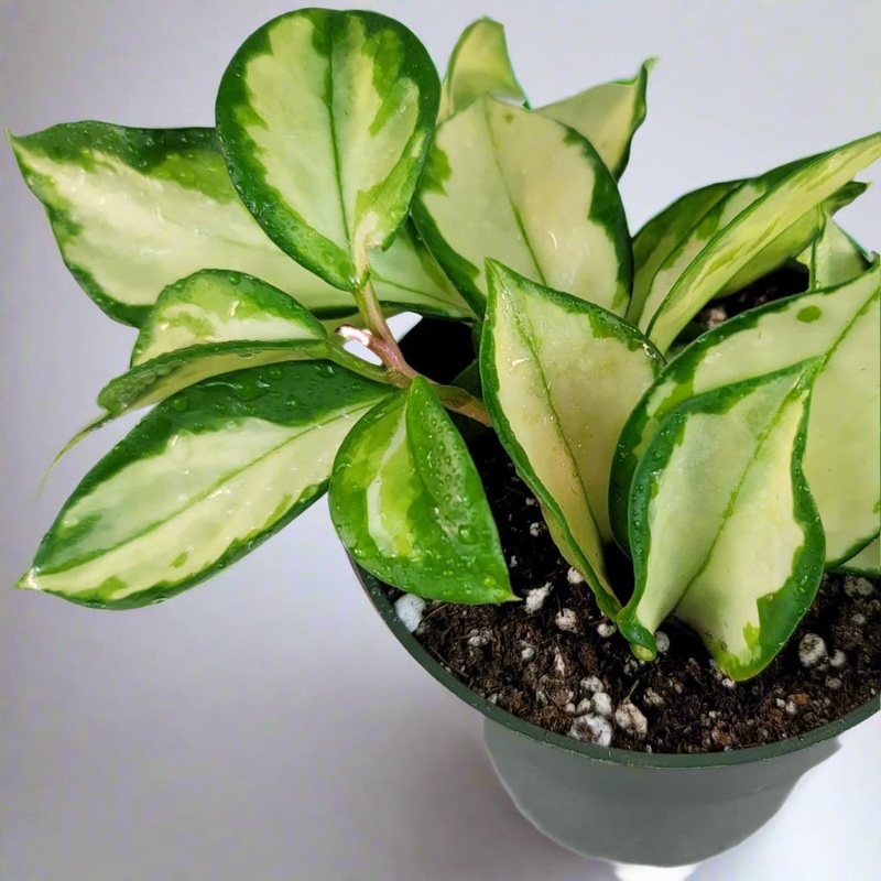 Hoya australis tricolor – 4|R2CC