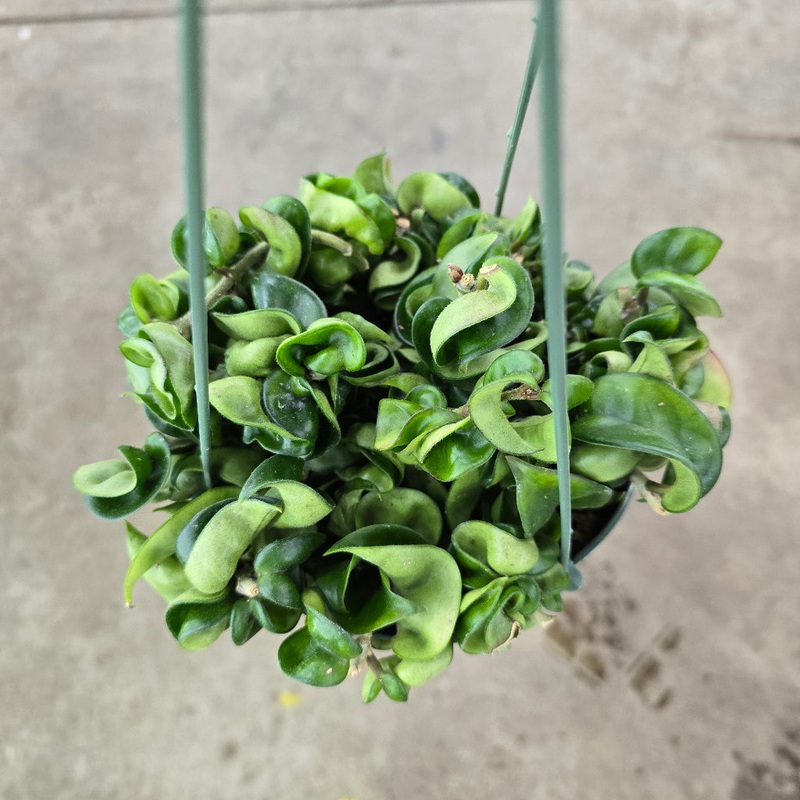 Hoya carnosa compacta – 6 HB|R2C