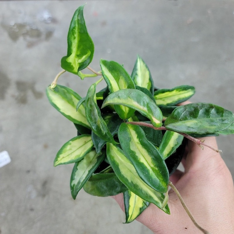 Hoya carnosa ‘Krimson Princess’ – 4