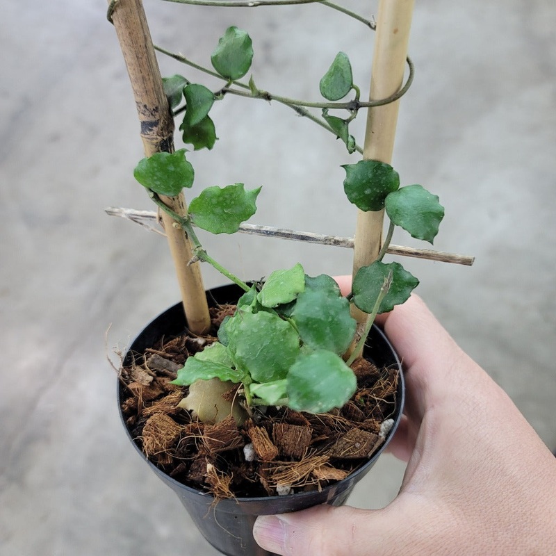 Hoya endauensis – 4|R2C|R2C