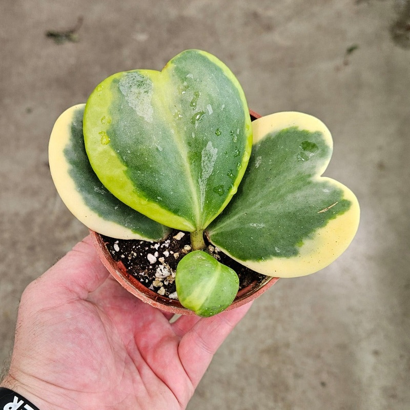 Hoya kerrii ‘Variegata’ – 4|R2CD
