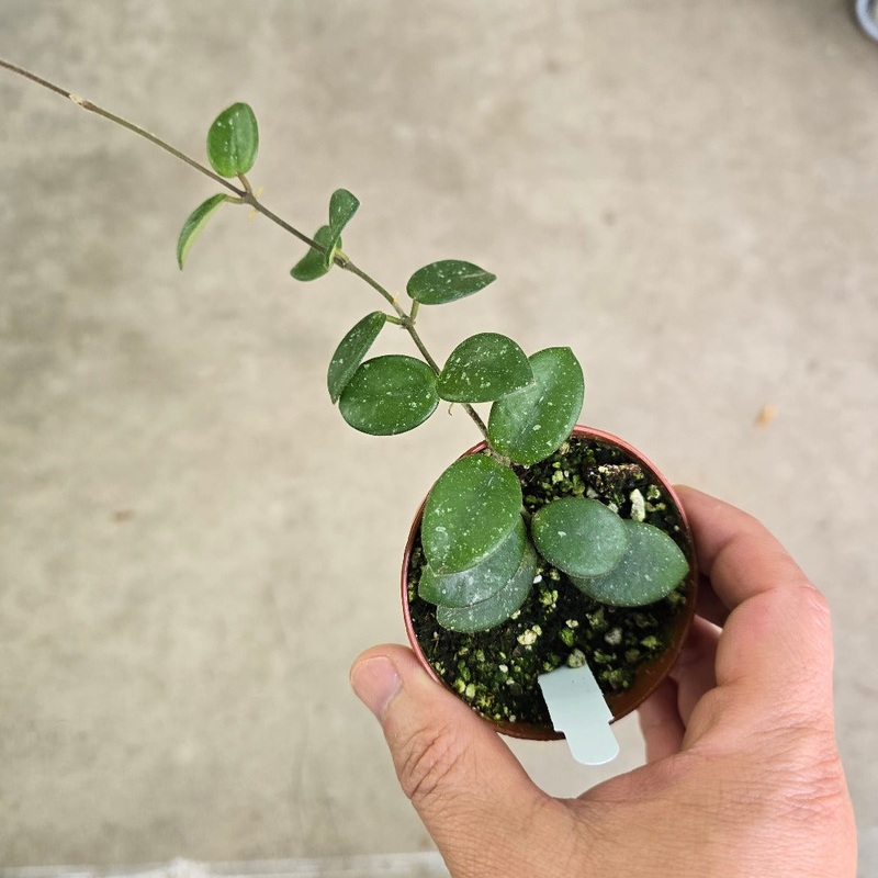 Hoya ‘Mathilde Splash’ – 3|R2CC