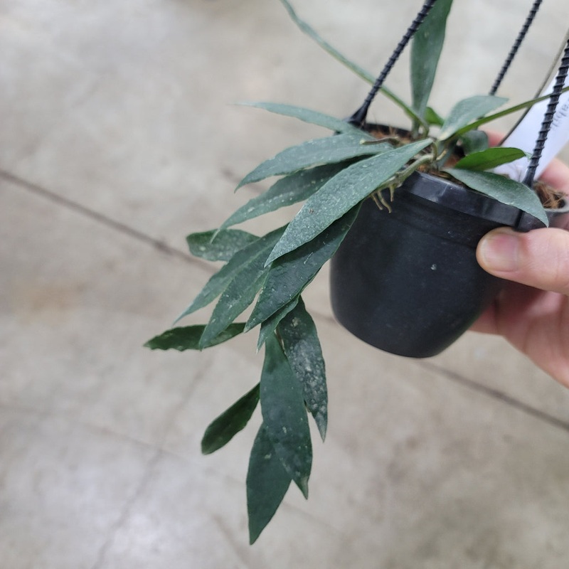 Hoya mirabilis – 4|R2AC|R2AC