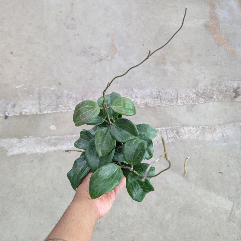 Hoya quinquenervia – 4|R2AD|R2AD