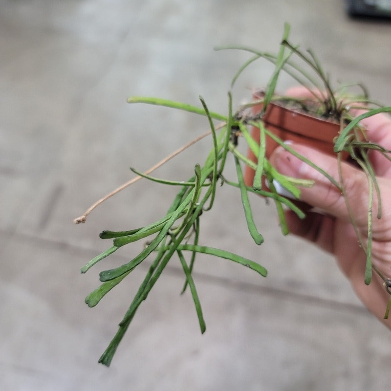 Hoya retusa – 2|R2CC|R2CC