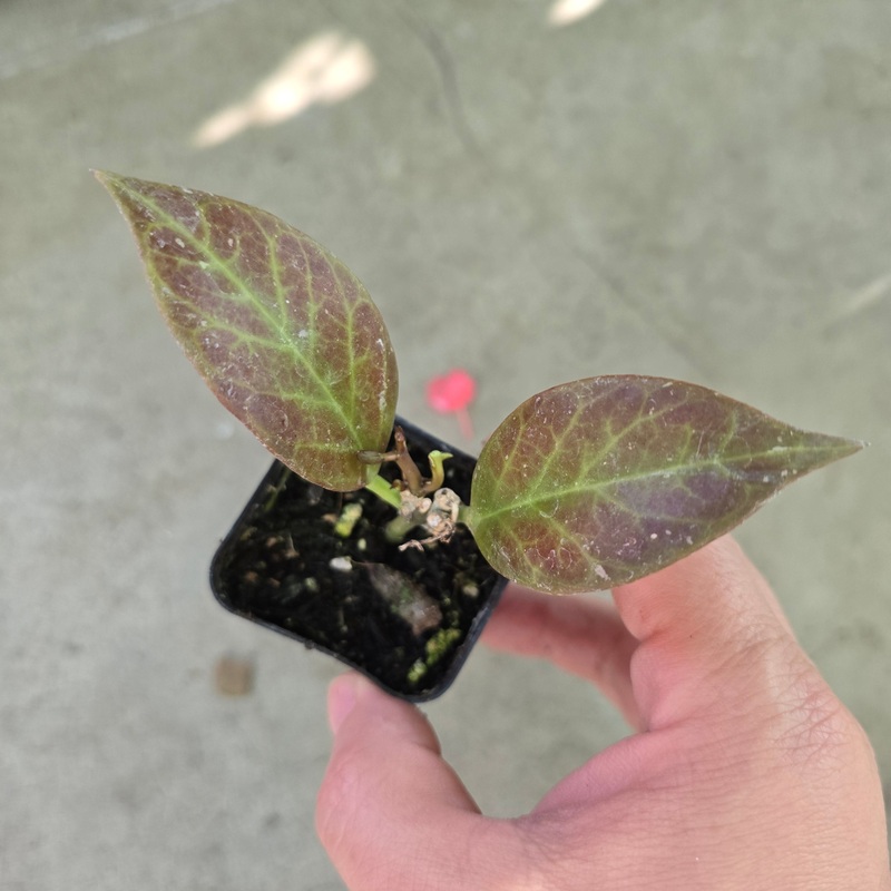 Hoya ‘Sunrise’ – 2|R2BC|R2BC