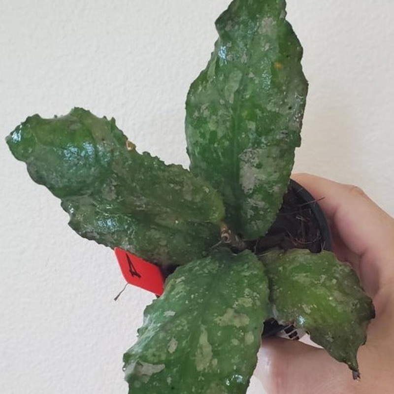 Hoya undulata – 4|R2AC|R2AC