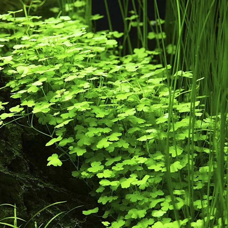 Hydrocotyle tripartita mini – ADA