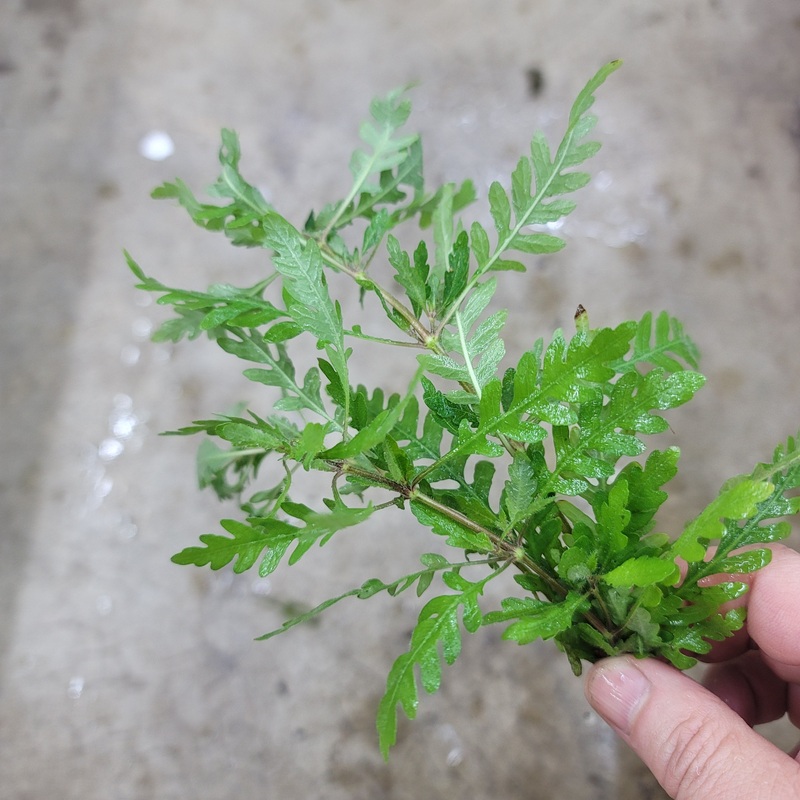 Hygrophila pinnatifida – 2